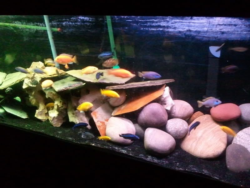 Black background, with black sand or with Pool filter sand? Cichlid