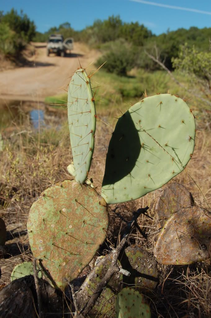 Cactus.jpg