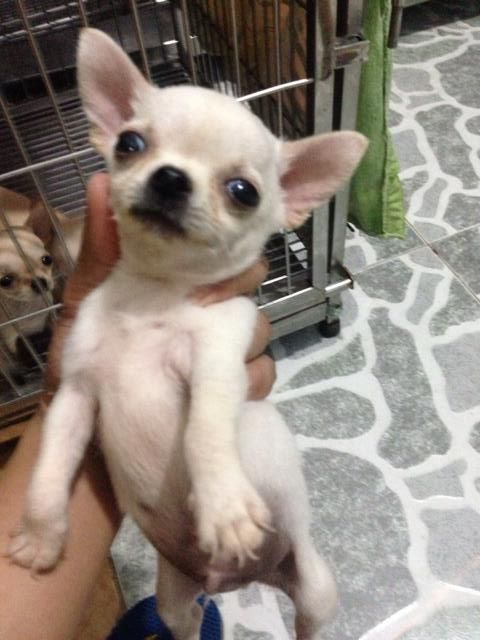 Chó Chihuahua thuần chủng Mexico - 1