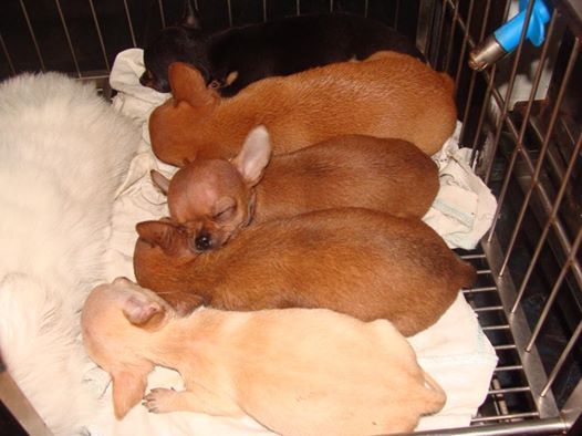 Chó Chihuahua thuần chủng Mexico - 2