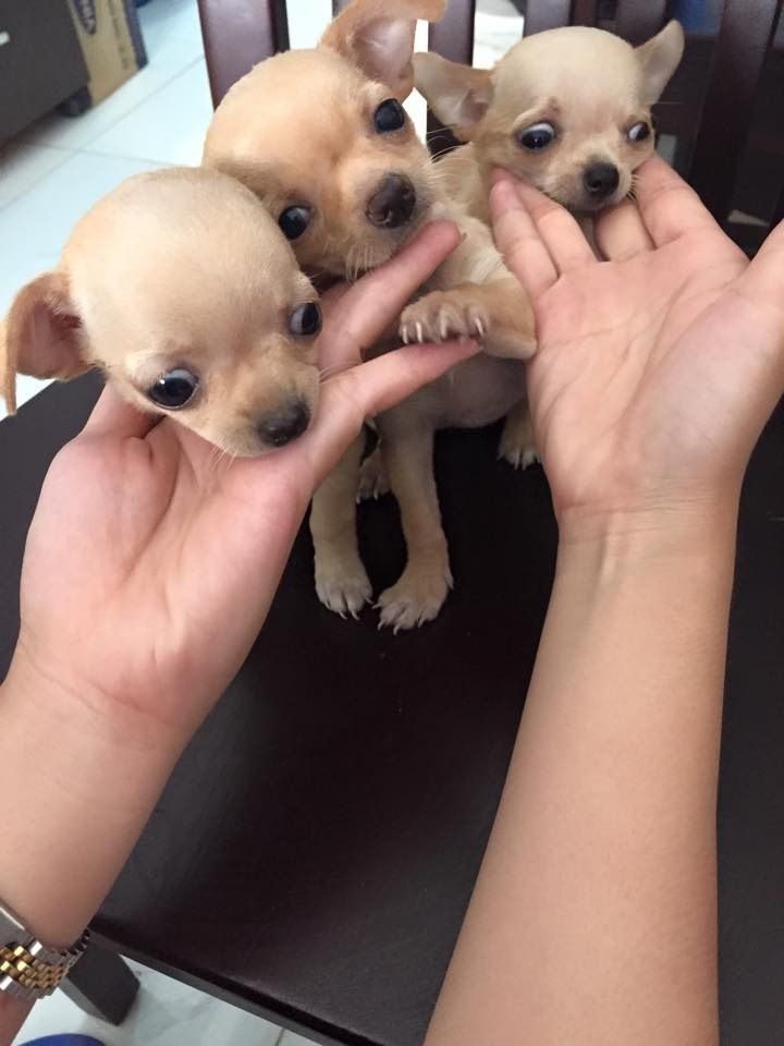 Chó Chihuahua mini đẹp - 2