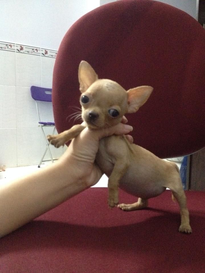 Chó Chihuahua con heo lùn thuần chủng - 3