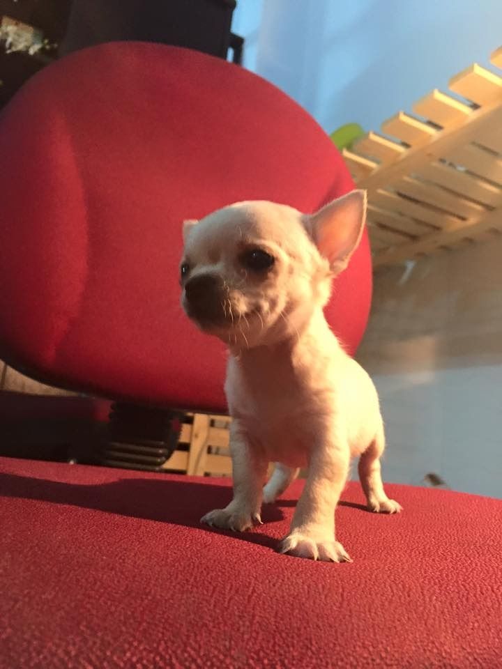Chó Chihuahua mini đẹp - 4