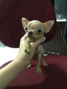 Chó Chihuahua con heo lùn thuần chủng - 7
