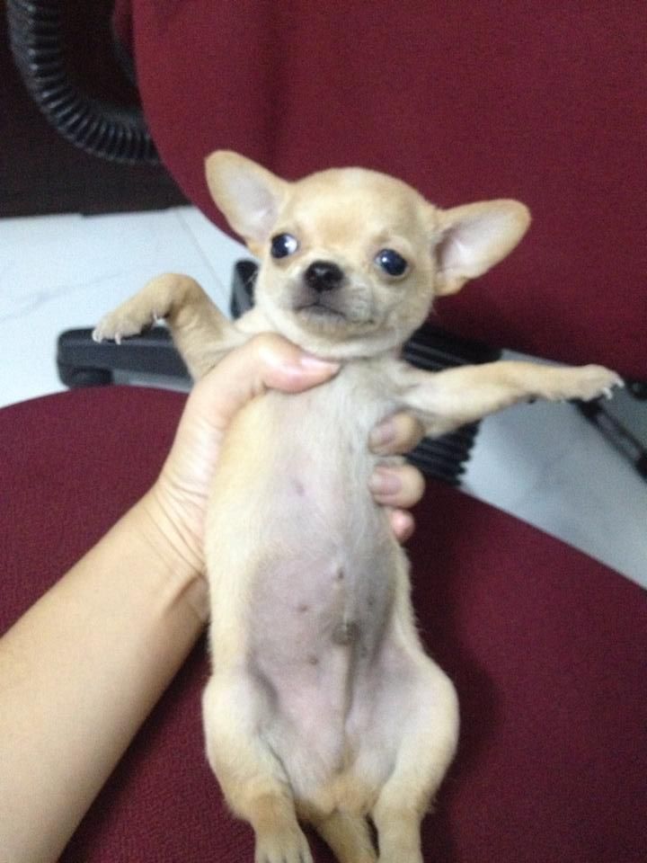 Chó Chihuahua con heo lùn thuần chủng - 1