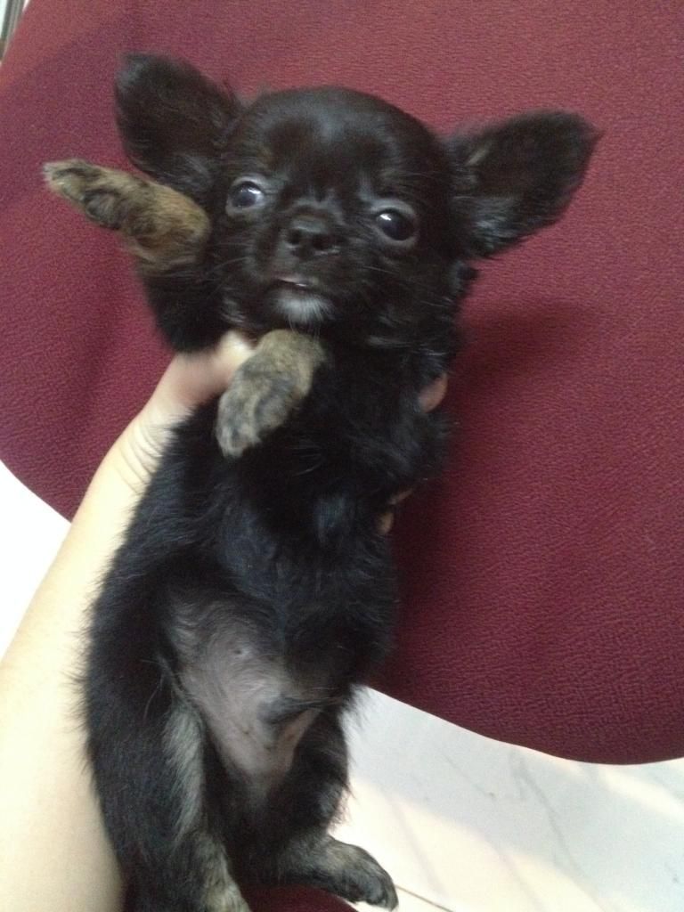 Chó Chihuahua lông dài cao cấp. L/h: 0903695695 - 5