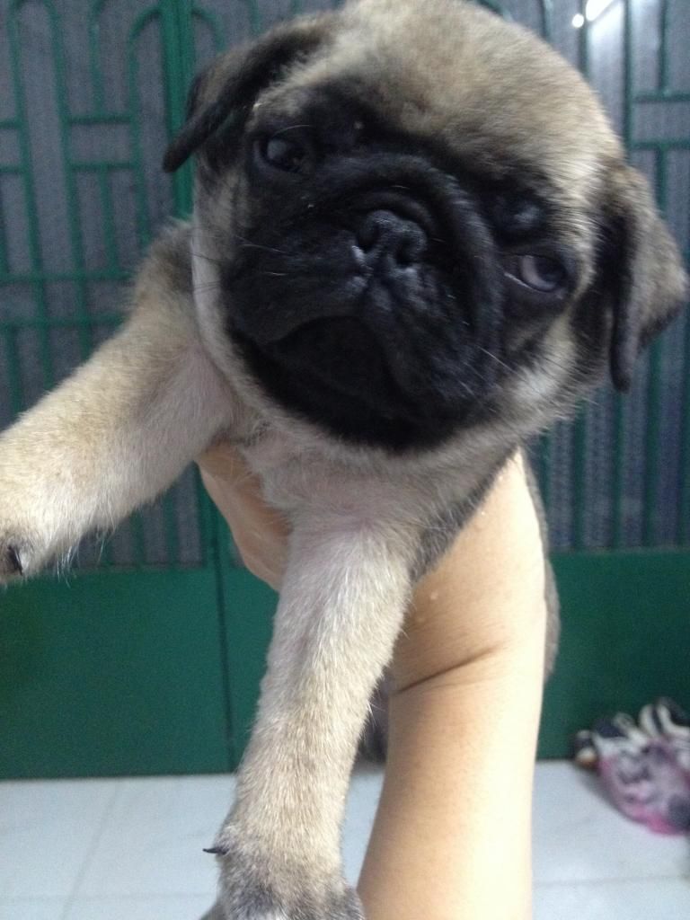 Bầy chó Bug cái thuần chủng mặt cực nhăn, thích hợp làm giống cho ra con đẹp. - 4