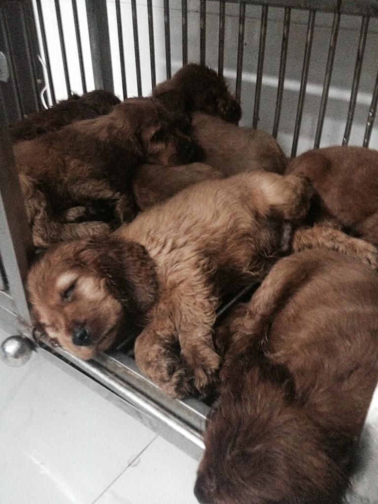 Chó Cooker Tây Ban Nha thuần chủng L/h: 0908096868