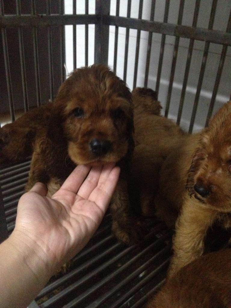 Chó Cooker Tây Ban Nha thuần chủng L/h: 0908096868 - 1