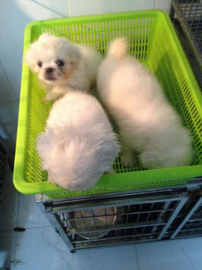 Chó Bắc kinh mini trắng tinh - 1