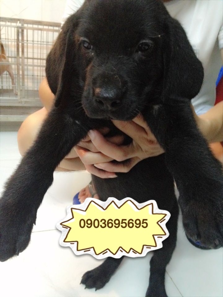 Chó Labrador thuần chủng Anh quốc, cực kỳ khôn ngoan****hot**** - 3