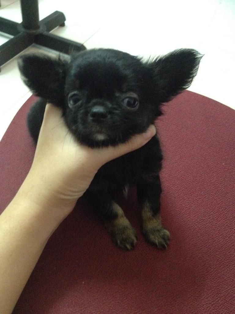 Chó Chihuahua lông dài cao cấp. L/h: 0903695695 - 4