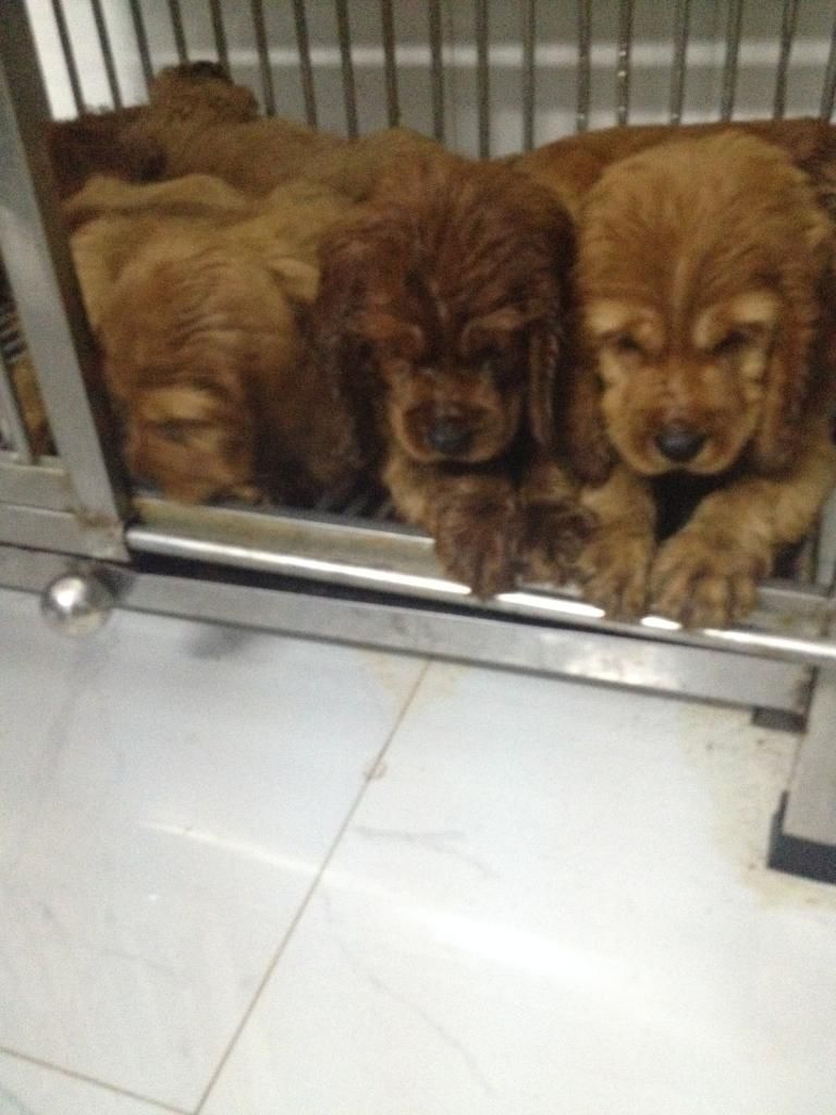 Chó Cooker Tây Ban Nha thuần chủng L/h: 0908096868 - 4