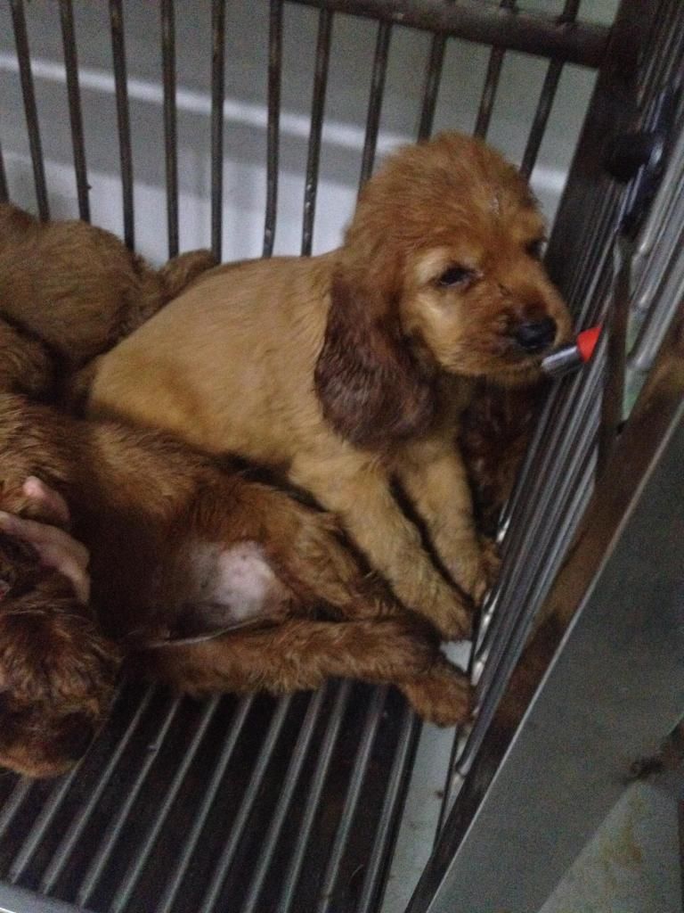 Chó Cooker Tây Ban Nha thuần chủng L/h: 0908096868 - 2