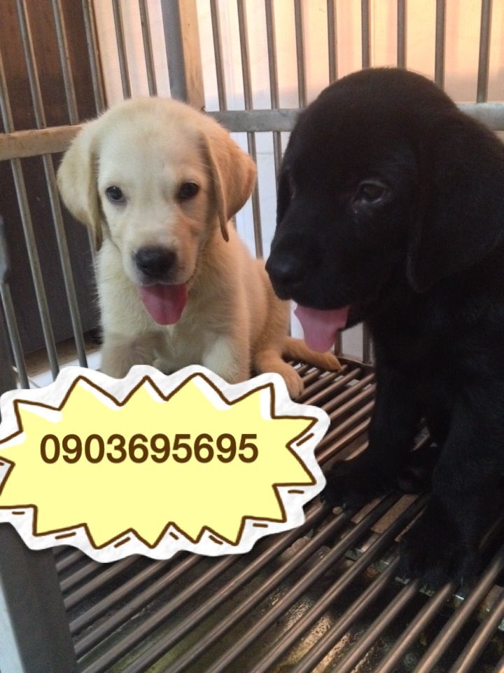 Chó Labrador thuần chủng Anh quốc, cực kỳ khôn ngoan****hot**** - 1