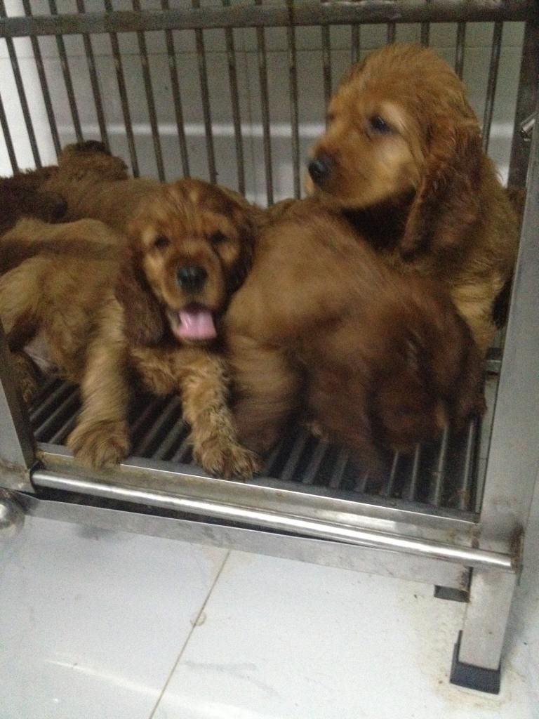 Chó Cooker Tây Ban Nha thuần chủng L/h: 0908096868 - 5