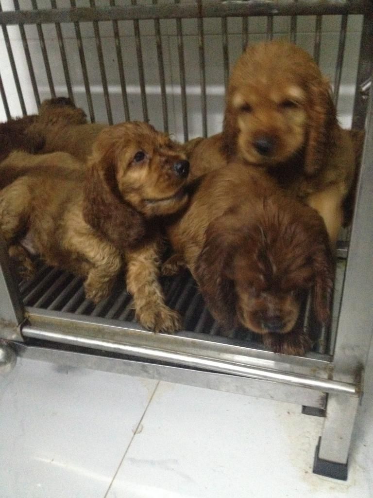 Chó Cooker Tây Ban Nha thuần chủng L/h: 0908096868 - 6