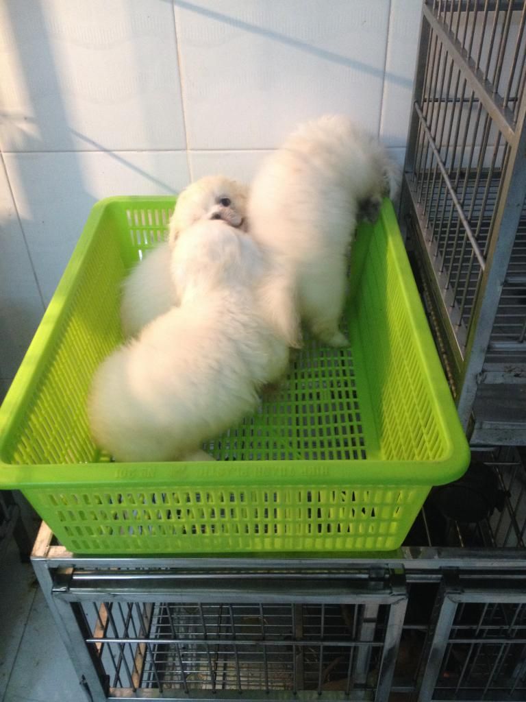 Chó Bắc kinh mini trắng tinh - 3