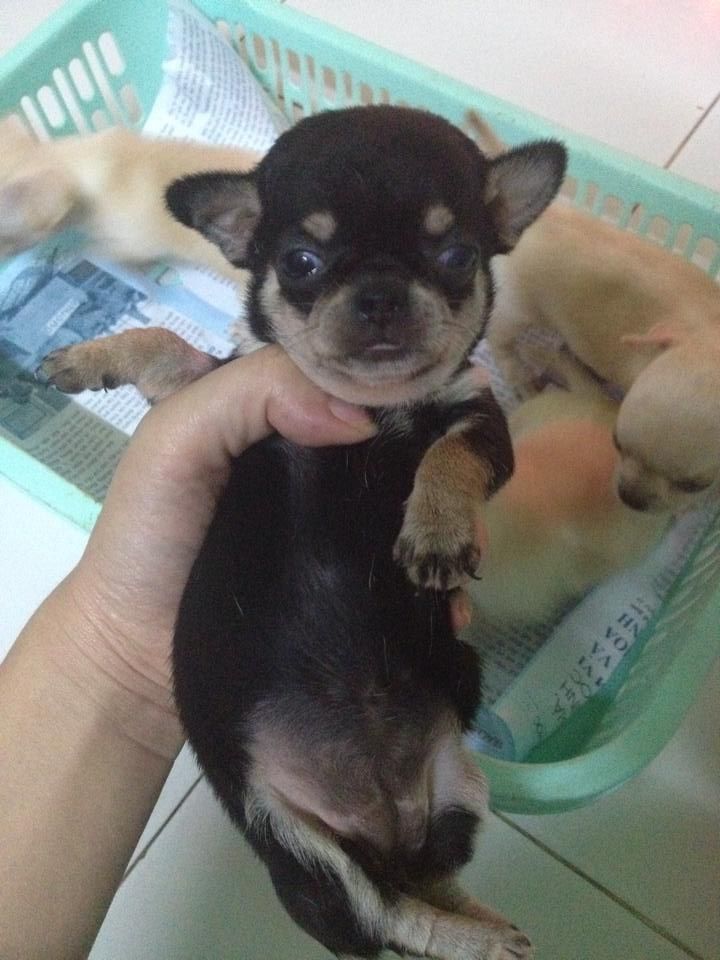 Chó Chihuahua con heo lùn thuần chủng - 2