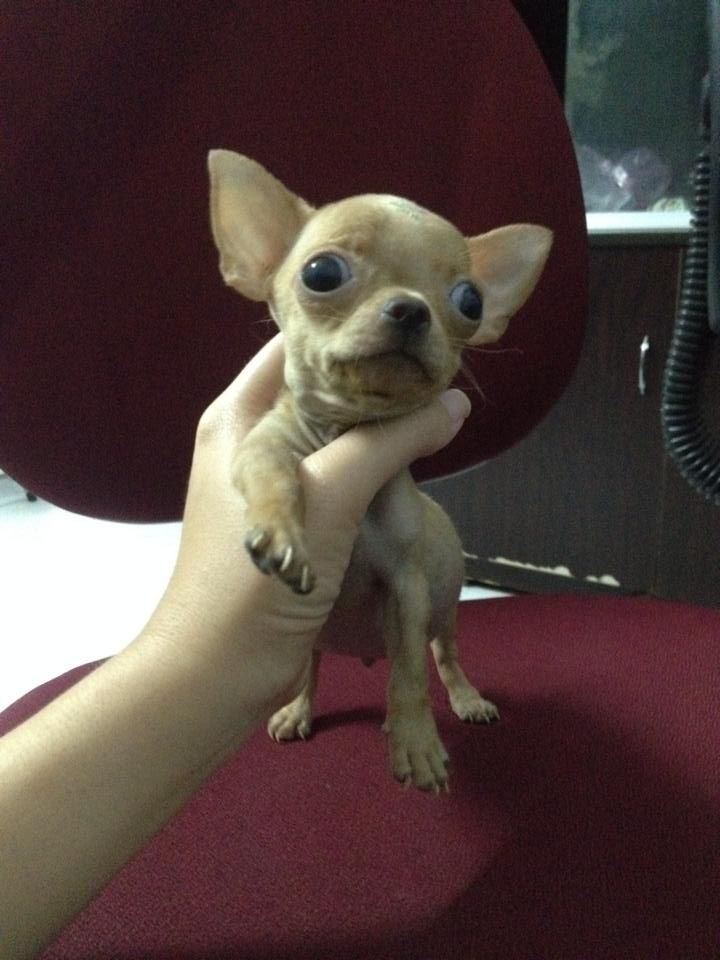 Chó Chihuahua con heo lùn thuần chủng