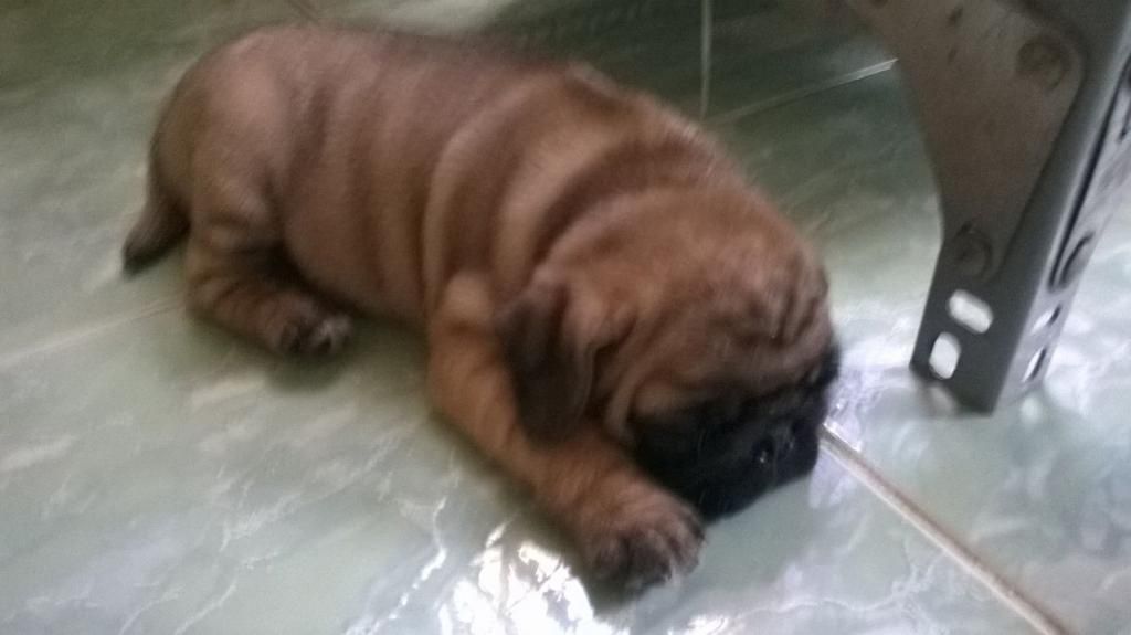 Bầy chó Bug cái thuần chủng mặt cực nhăn, thích hợp làm giống cho ra con đẹp. - 1