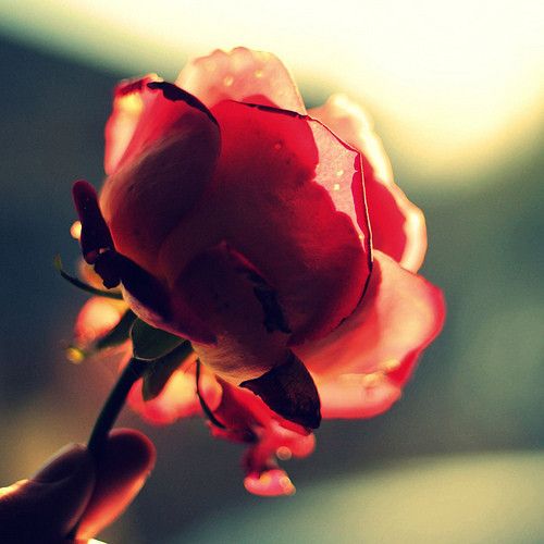 flowers photo:  tumblr_mpea9m6fgP1qll585o1_500_zps1ac30458.jpg