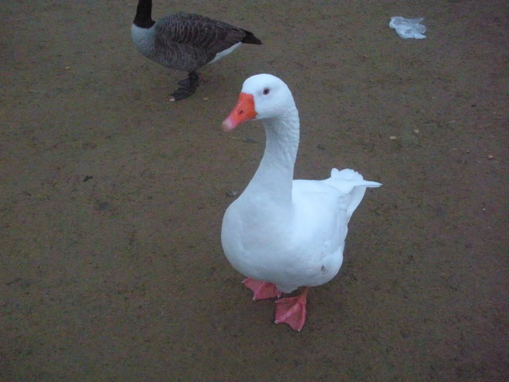 Cute Goose