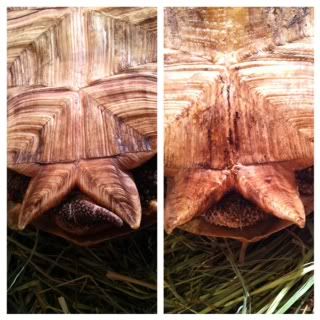 tortoise4.jpg