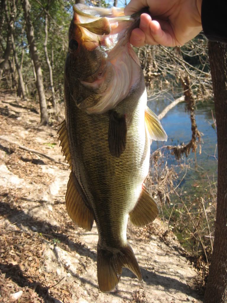 Barton Creek 1/2 + 1/4 (updated with pic) Bass Fishing Forum