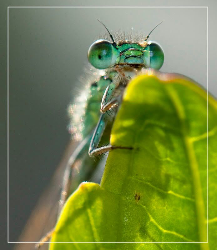 Fotografie