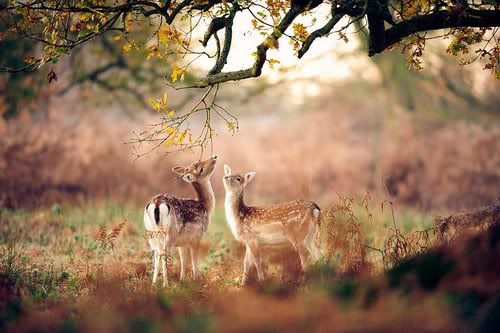 autumn animals Pictures, Images and Photos
