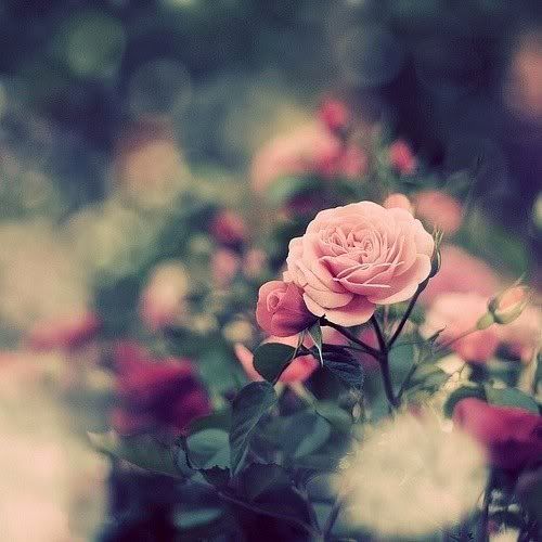 roses photo:  flower-4.jpg