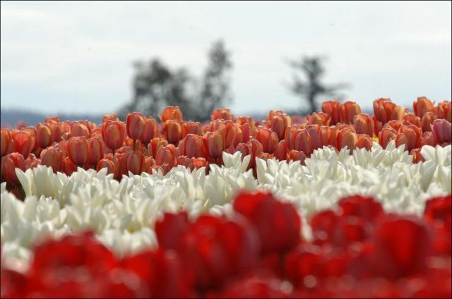 Pesona kecantikan bunga tulip