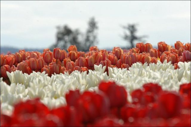 Pesona kecantikan bunga tulip Pesona kecantikan bunga tulip
