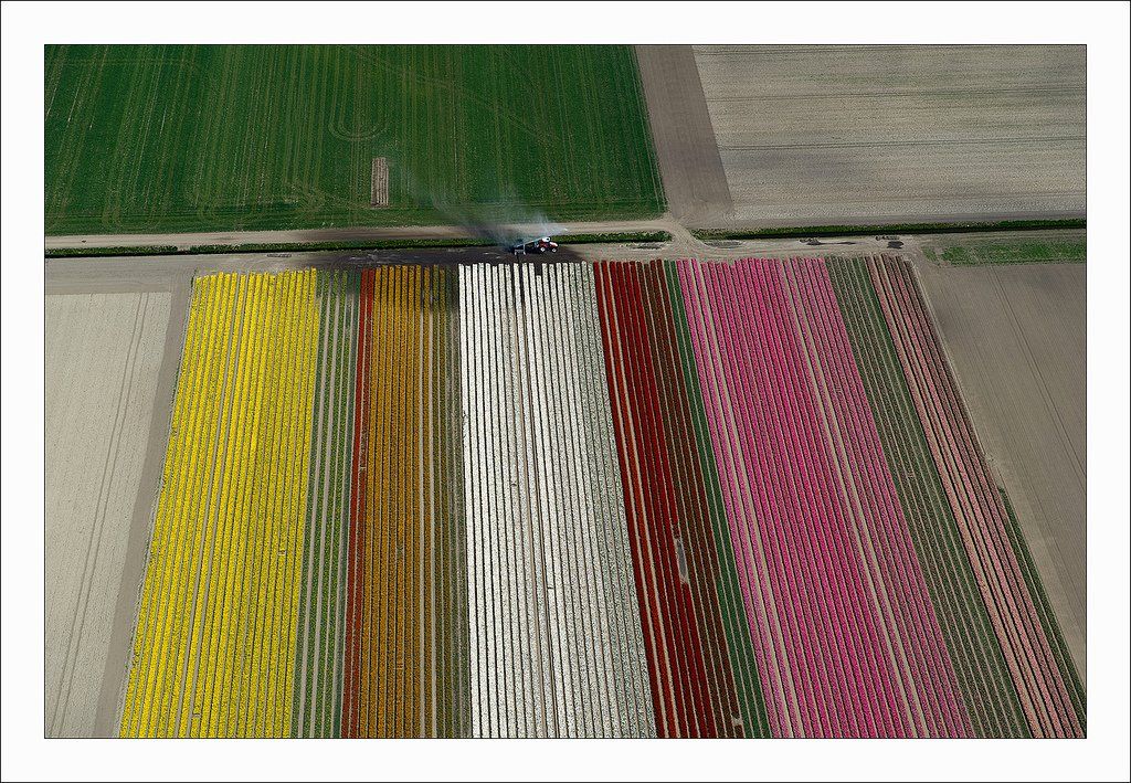 Pesona kecantikan bunga tulip Pesona kecantikan bunga tulip