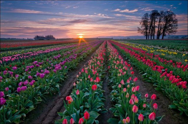 Pesona kecantikan bunga tulip
