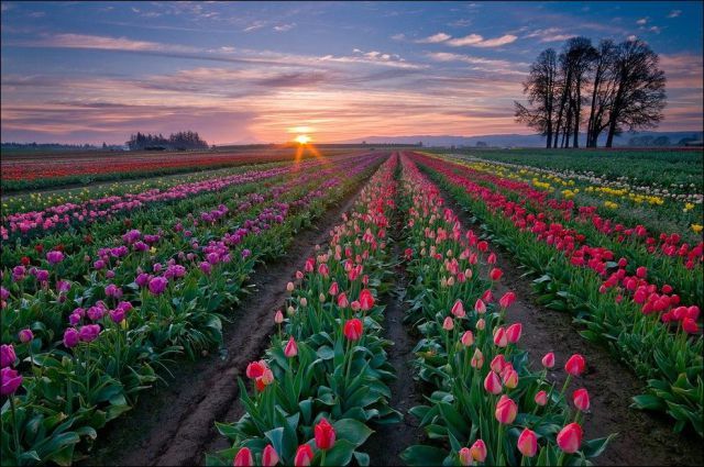 Pesona kecantikan bunga tulip Pesona kecantikan bunga tulip