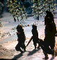 IPB Image