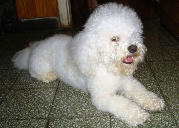 Fotos de Mascotas en Casa lo Más Tierno de la Casa Fotos de Mascotas en Casa lo Más Tierno de la Casa