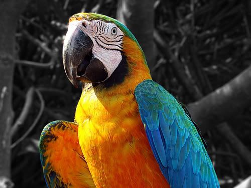 El Lucrativo Negocio del Tráfico de Animales en Brazil El Lucrativo Negocio del Tráfico de Animales en Brazil