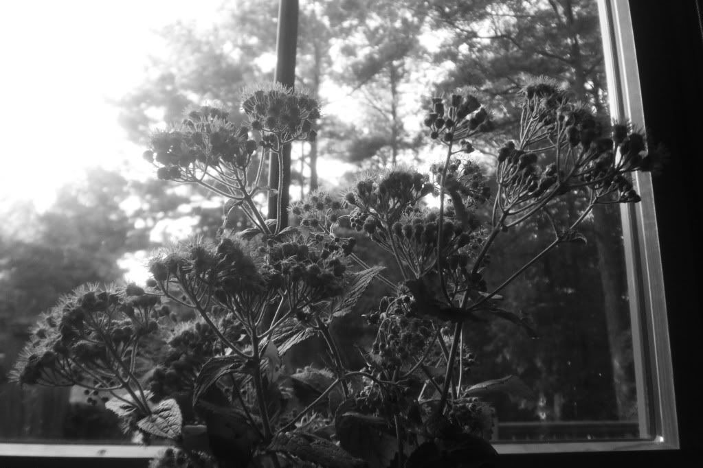 Flowers Pictures, Images and Photos