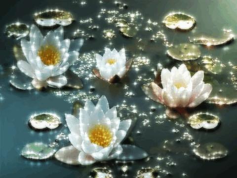 Water Lillies photo ma24-52.gif